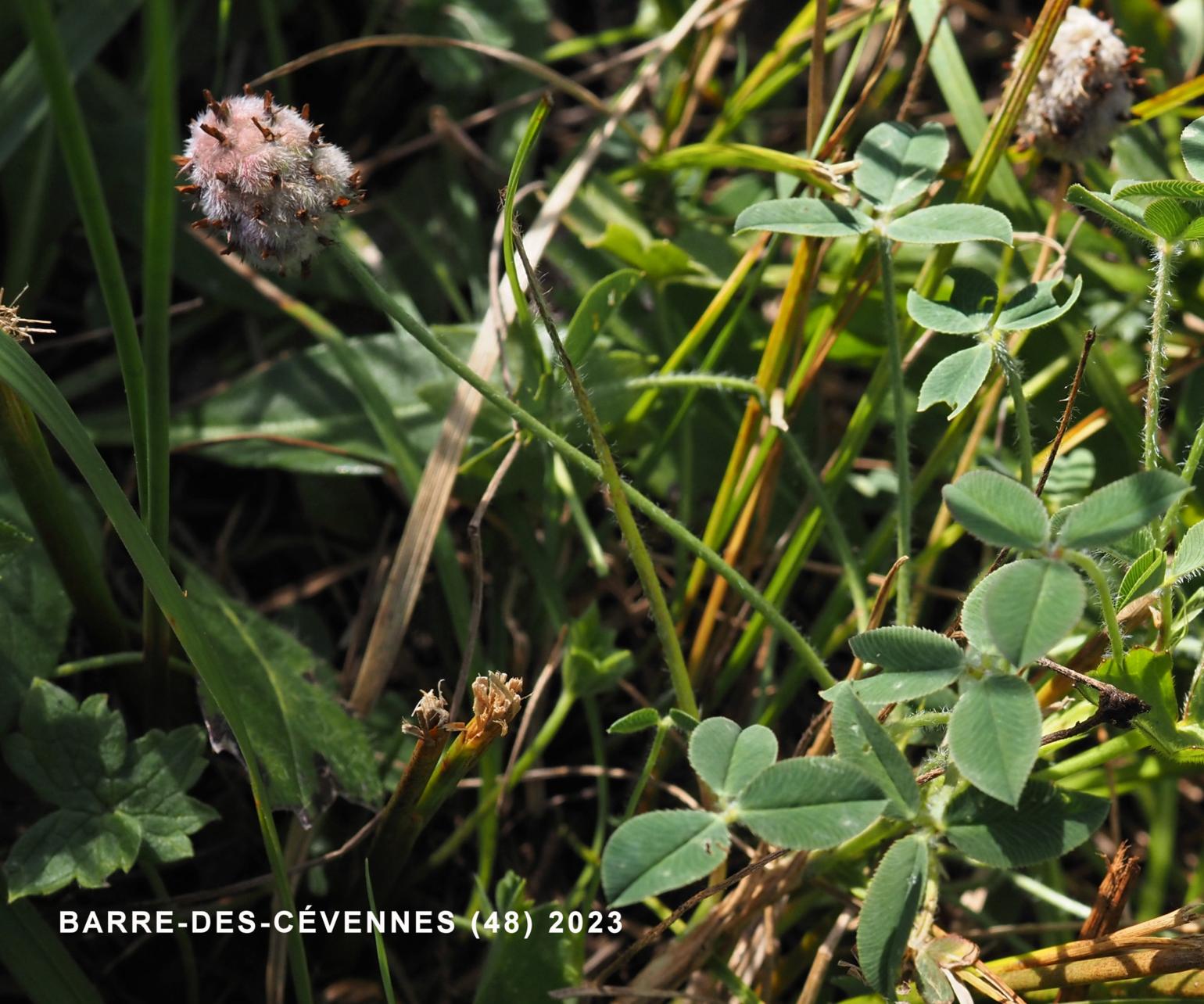 Clover, Strawberry